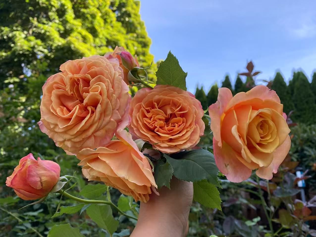 Sunbelt Crazy Love Rose Plant