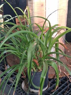 3- Pregnant Onion plants