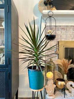 Healthy Houseplant Variety