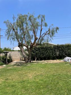 Tree trim