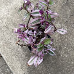 Tradescantia 'Nanouk Succulent Plants 6” Pot