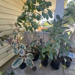 Plants Plants Plants