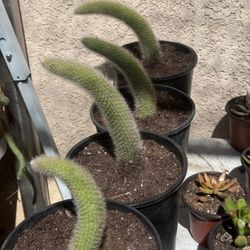 Cactus and Succulents 