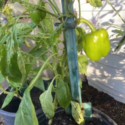 Bell Pepper Plants