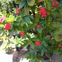 Planta Grande Corona De Cristo Flor Mediana