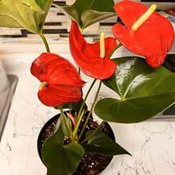 Red Anthurium Plant 6”Pot Live Indoor Plant | Easy to Care | Natural Décor Plant | Great Gifts|