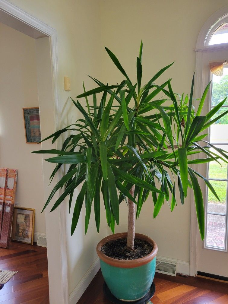 Beautiful Palm Tree Yucca Alifolia L.