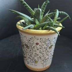 Succulent Plant In Pot 4.5” High