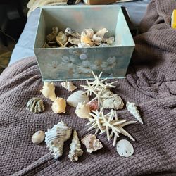Collection of seashells
