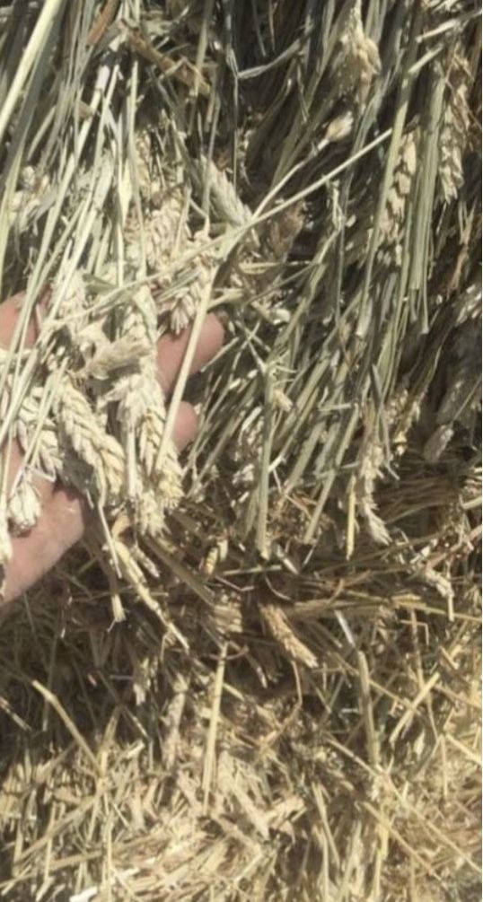 Number 1 Wheat Hay Full Of Grain 