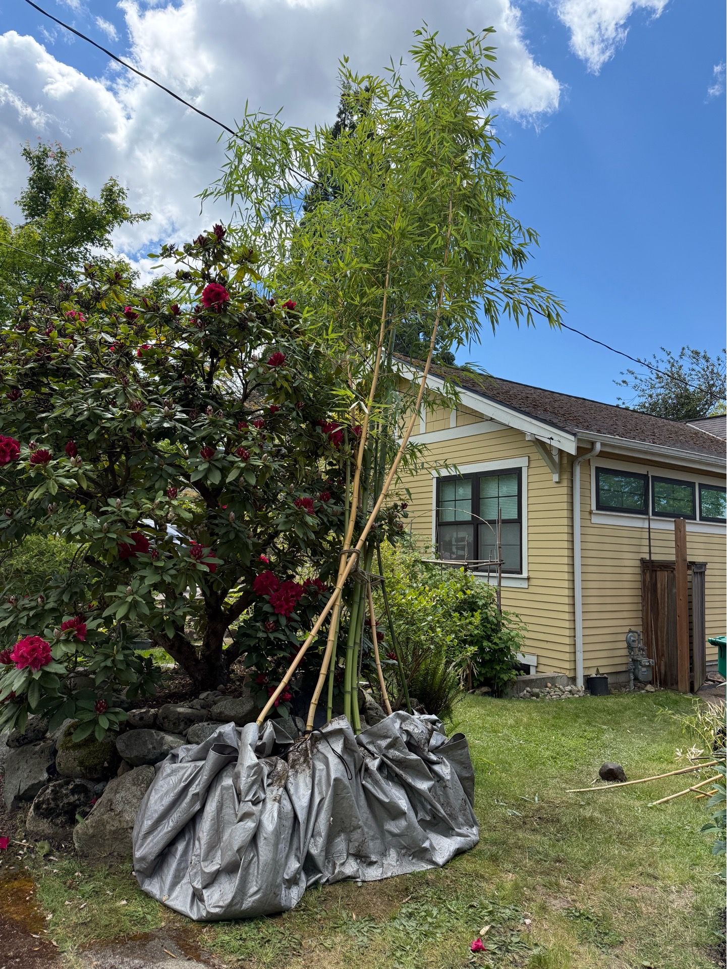 Yellow/green bamboo (vivex) - healthy, mature
