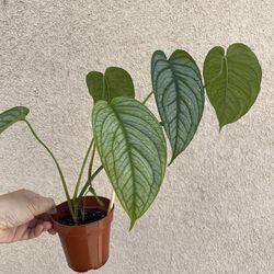 Monstera Siltipecana EL SALVADOR plant