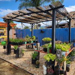 Succulents For Sale!