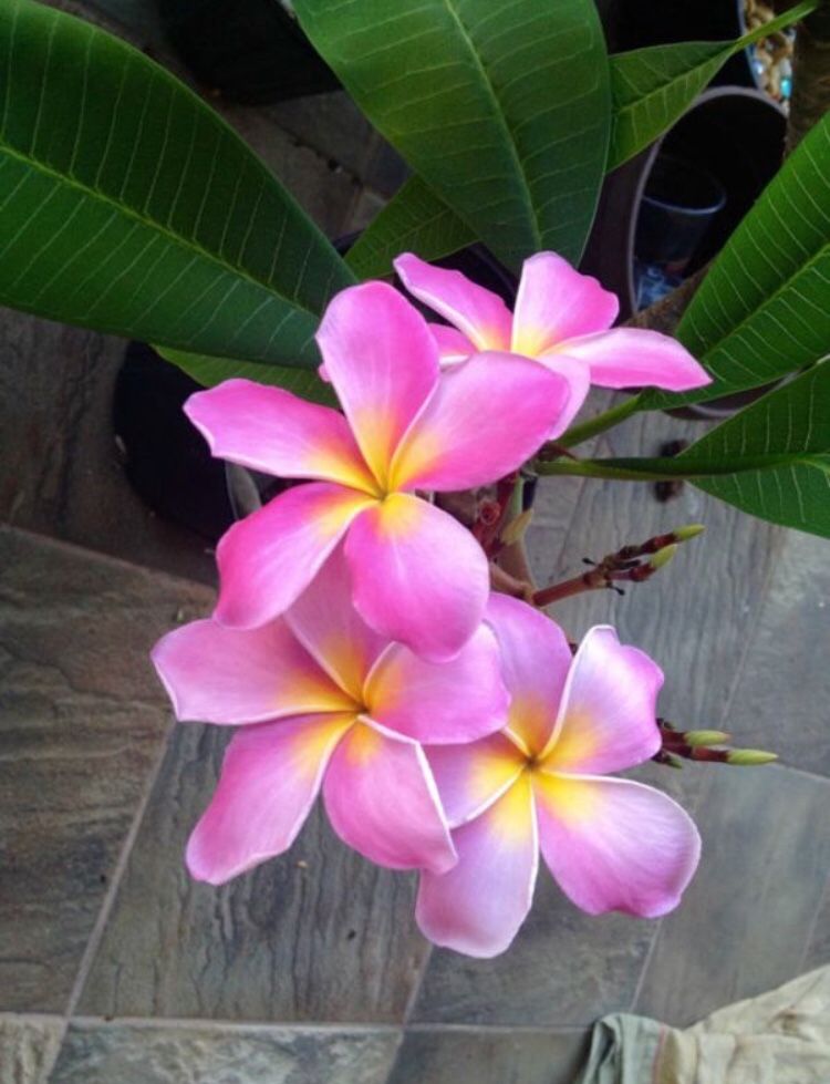 PLUMERIA (frangipani) live plants and cuttings