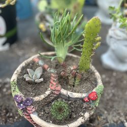 Succulents 