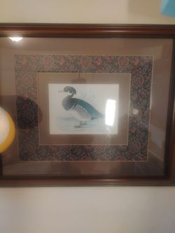 Duck picture