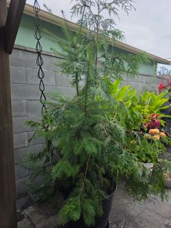 Free pine tree (pot not included)