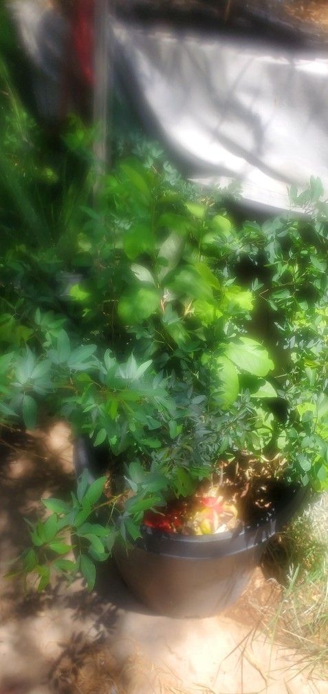 Nopal Y Guayavo Y Guamichil Por 40 Cada Uno