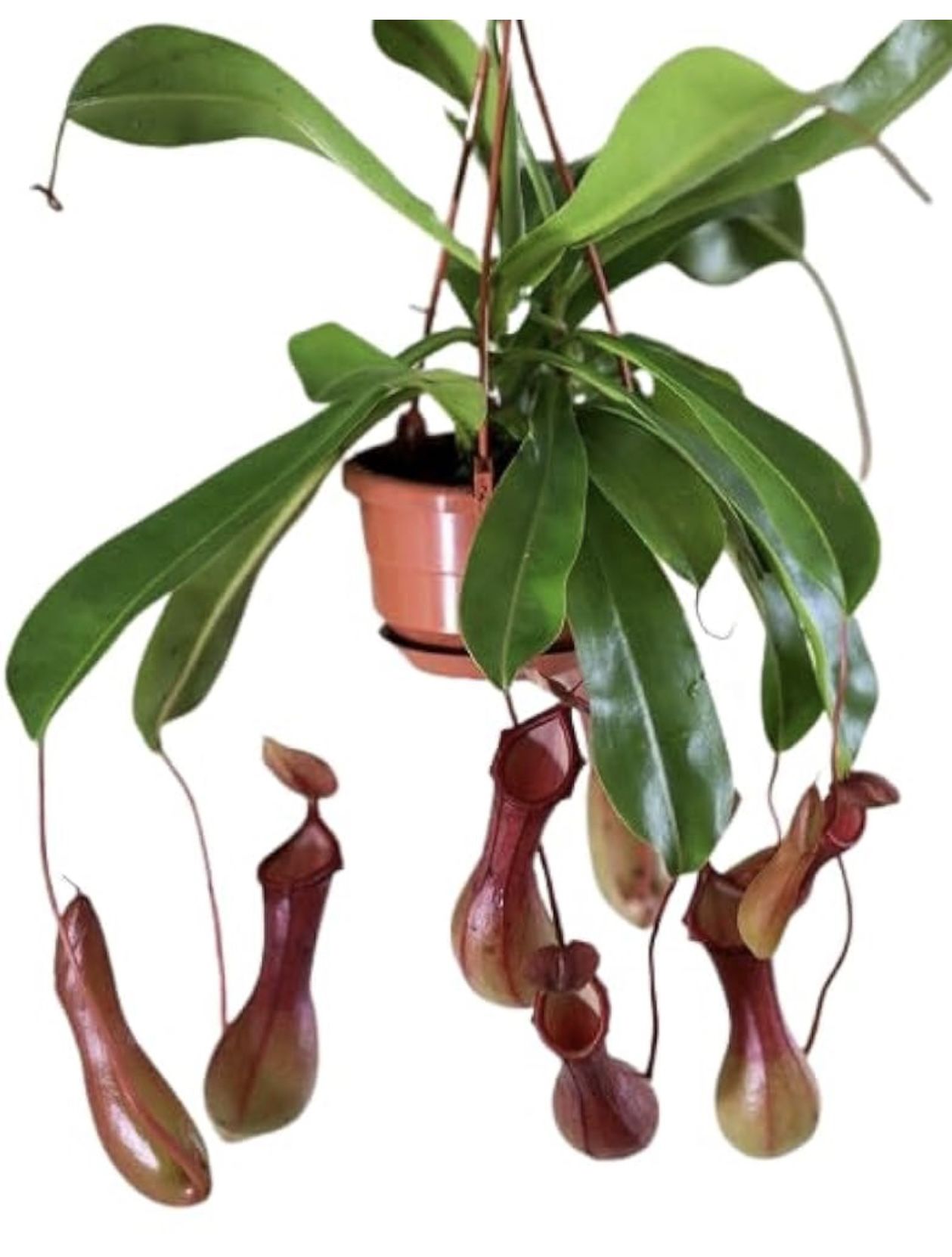 Plantas de jarra tropicales, o plantas de copa de mono. Tropical pitcher plants, or monkey cup plants