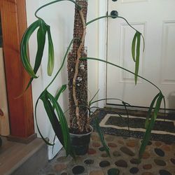 Philodendron Paloraense