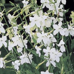 Tobacco Jasmine 