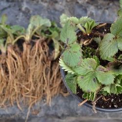 Strawberry Plants For Sale, In Pots, Sold In Sets Of 10