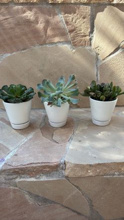 Succulents