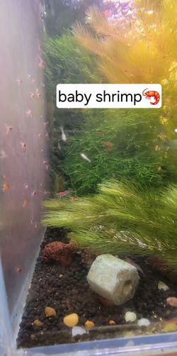 shrimp tank decoration