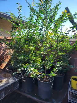 Plants