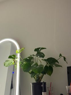 Monstera plant