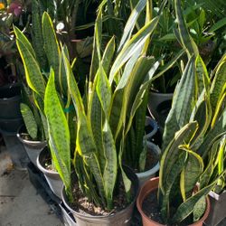 Snake Planta