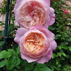 English Roses live plant 5 gallons DA Constance