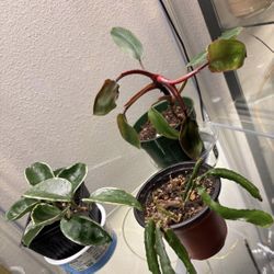 Three  Plants- One Price