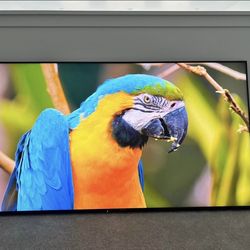 Sony Bravia 55" TV