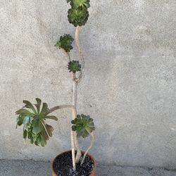 Tree Aeonium 
