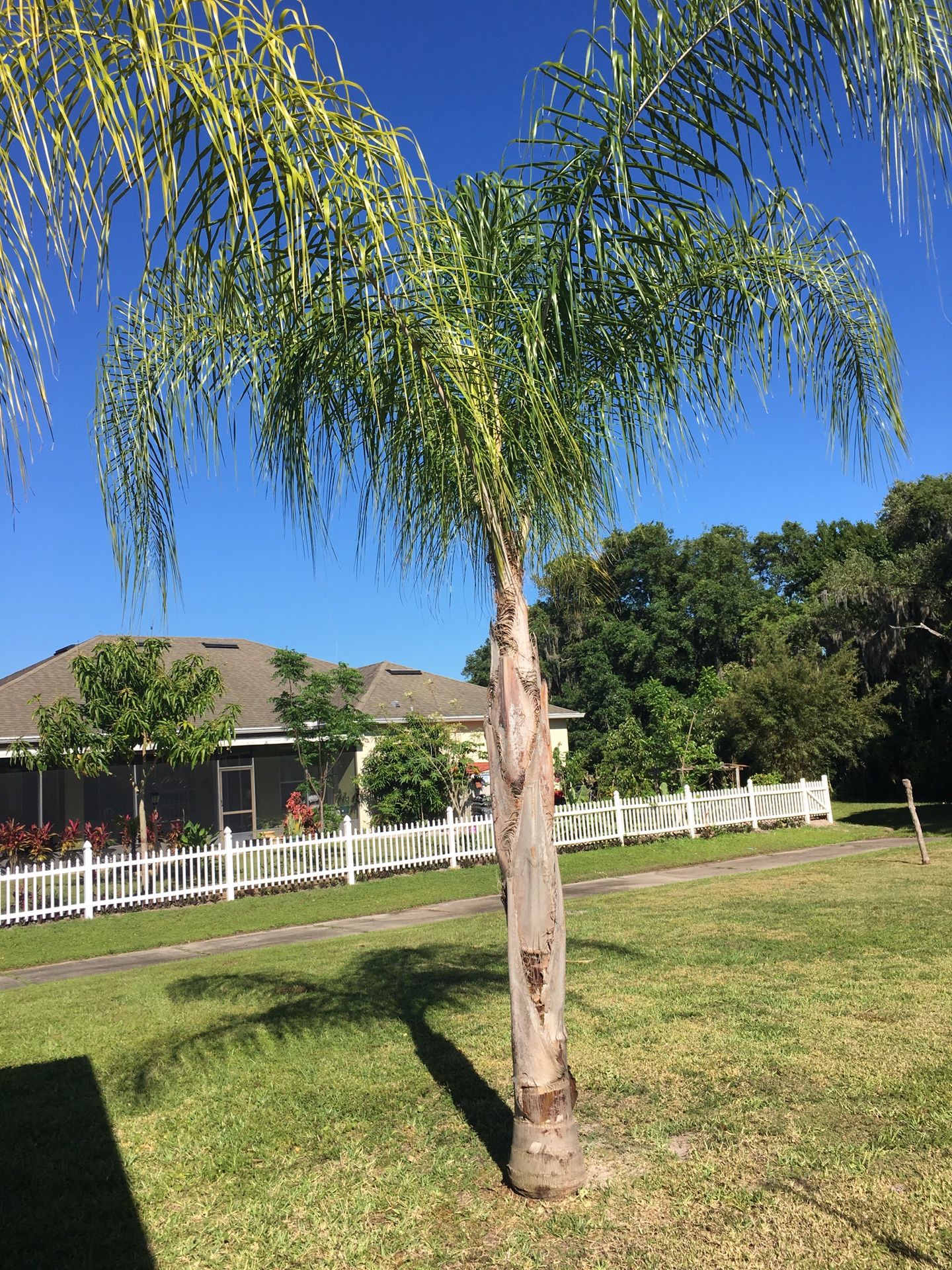 Palm trees for Sale in Lehigh Acres, FL OfferUp