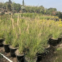 Green Fountain Grass