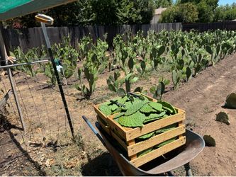 Nopales Horganicos .