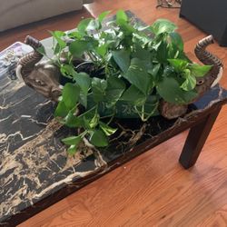 Pathos Plant In Center Piece 