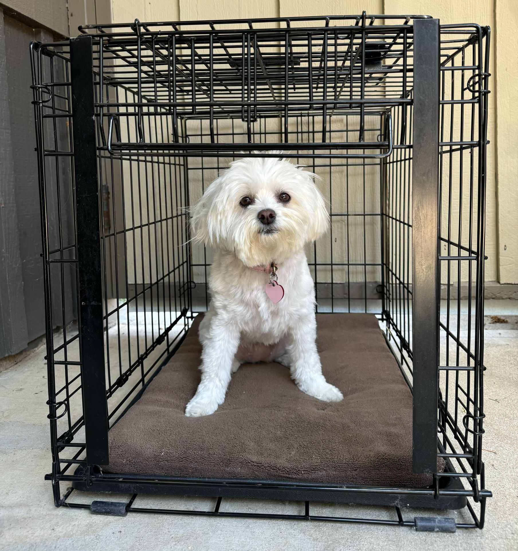 Black Wire Dog Crate 