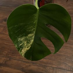 Variegated Monstera Aurea Plant Cutting 