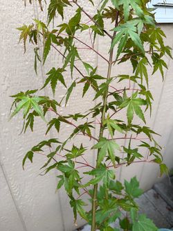 Japanese Maple