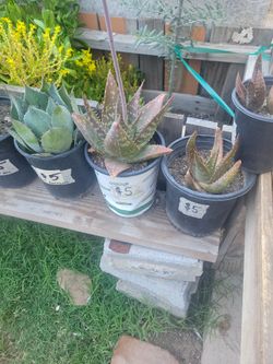 Aloes And Agaves For Garden 