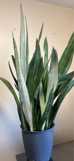 Snake plant