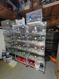 Bird cage
