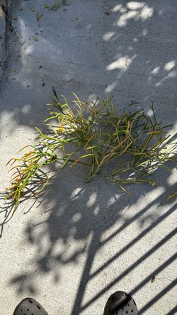Fire Stick Plants Cuts
