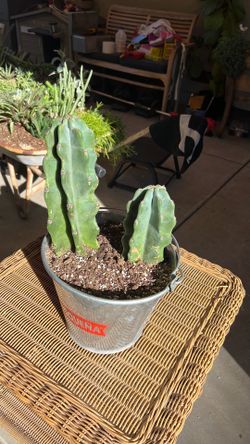 Cactus