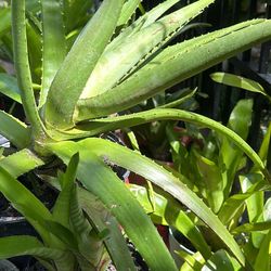 Aloe Plants all Size $1-$30 U Pick. Promedian Dark Pink