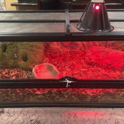 Reptile Habitat / Exchange For Super Nintendo With Super Mario World Game 