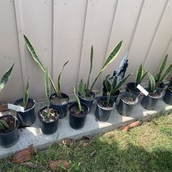 Snake Plant